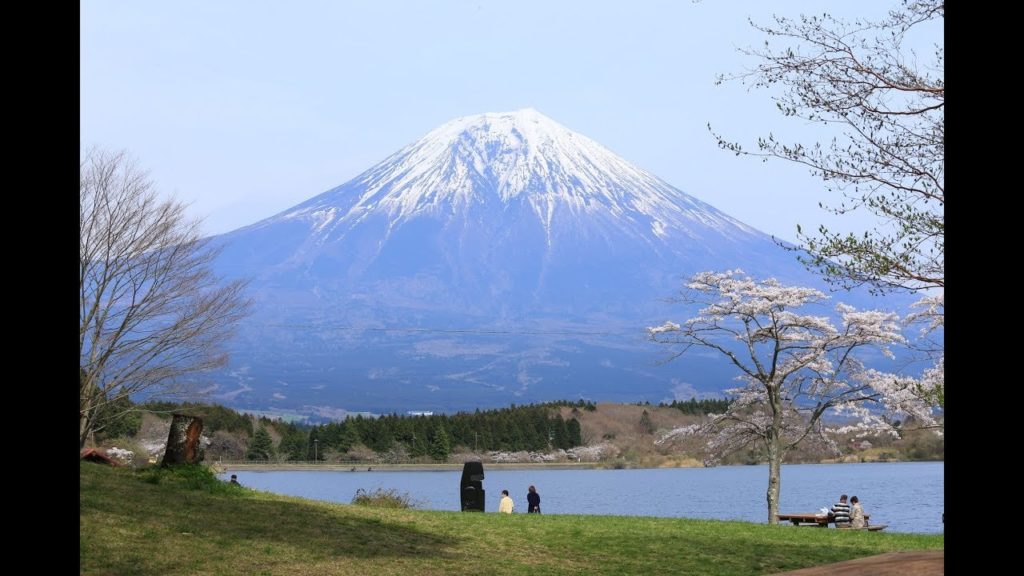 JG☆☆4K 静岡 田貫湖の桜と富士山 Shizuoka,Sakura at Tanukiko and Fuji