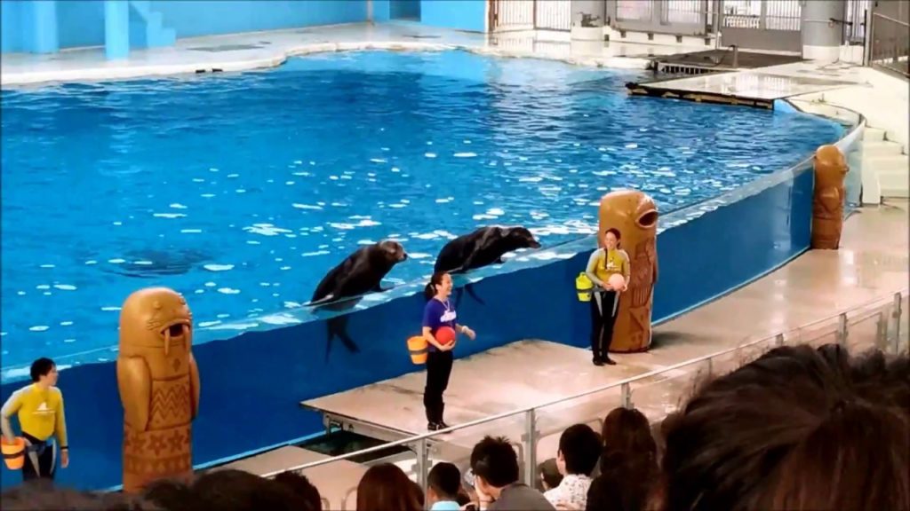 PLACE THAT MUST VISIT IN TOKYO, JAPAN : YOKOHAMA HAKKEIJIMA SEA PARADISE 橫濱八景島海島樂園 MARINE LIFE SHOW