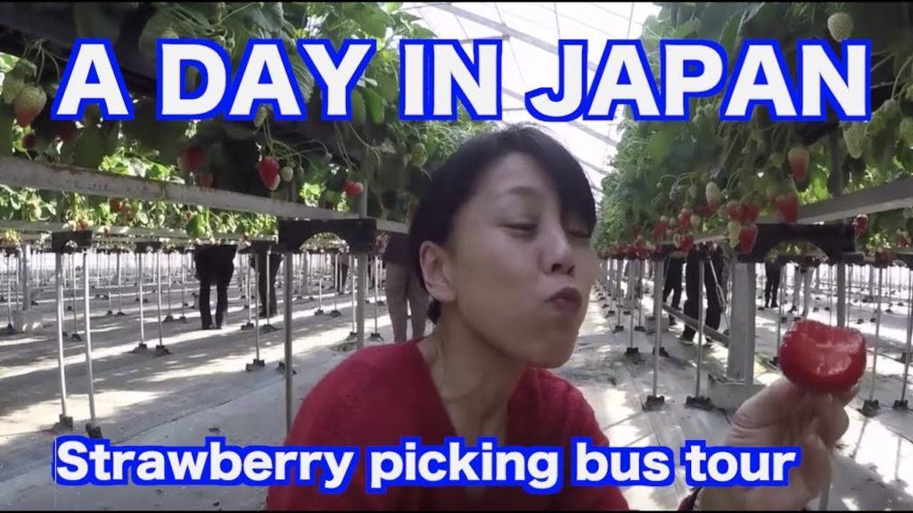 A DAY IN JAPAN!! -Strawberry picking bus tour- A DAY IN JAPAN!! -Strawberry picking bus tour-