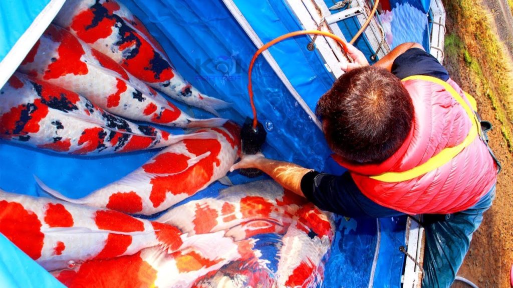 THE WORLD OF KOI – BUYING KOI IN JAPAN 2018 THE WORLD OF KOI - BUYING KOI IN JAPAN 2018
