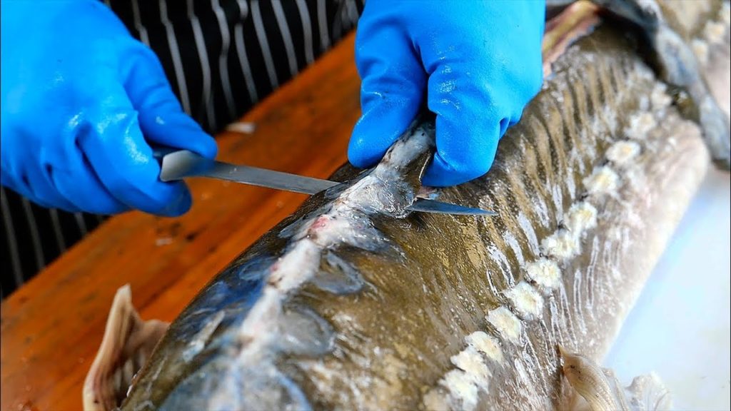 Thai Food - AMAZING STURGEON FISH PREPARATION Bangkok Thailand