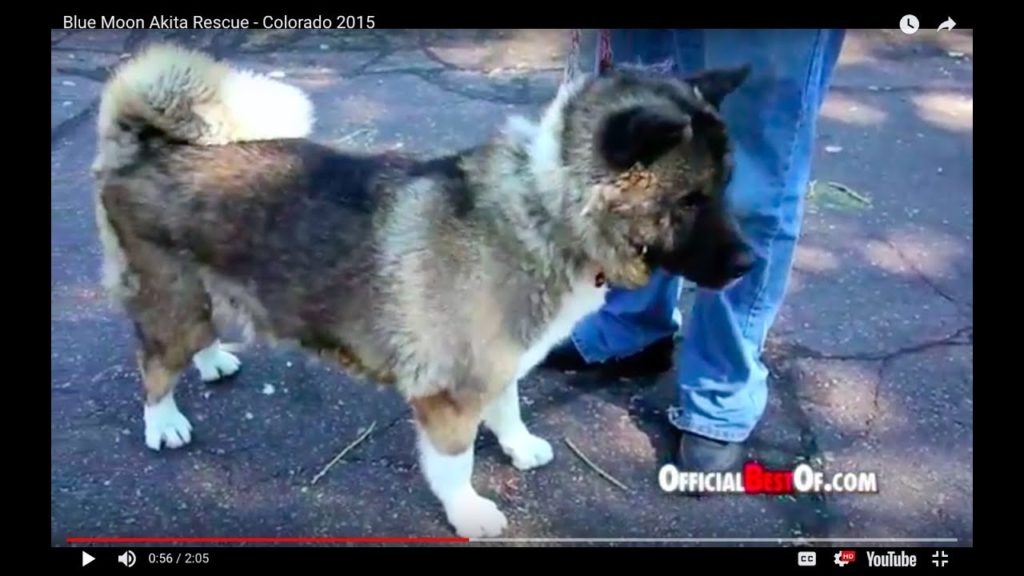 Blue Moon Akita Rescue - Colorado 2015