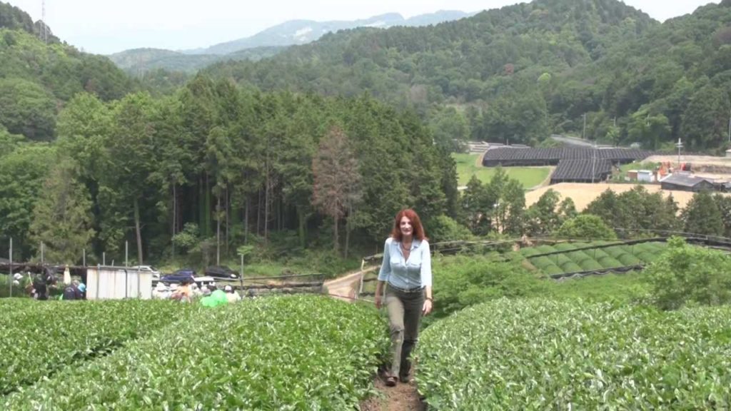 Matcha: The Way of Tea …. -On location in Japan Matcha: The Way of Tea .... -On location in Japan