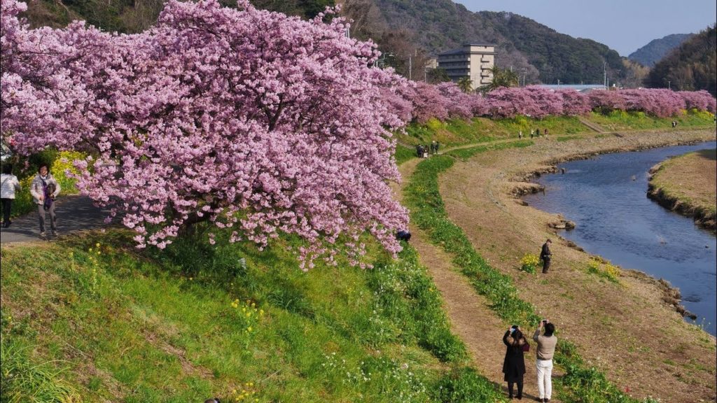 JG☆☆☆4K HDR 静岡 下賀茂温泉の桜 Shizuoka,Sakura at Shimogamo Onsen