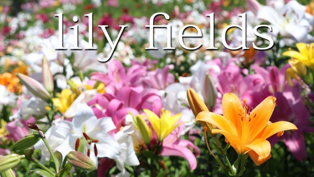 ユリ園 2,500,000 lilies which bloom in Osaka bay Travel Japan うろうろ大阪