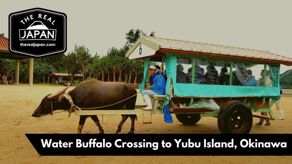 Water Buffalo Cart Crossing to Yubu Island, Okinawa Prefecture | The Real Japan | HD