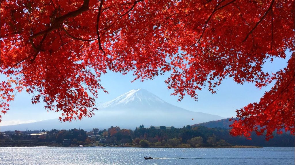 Mt.Fuji & autumn leaves at Momiji Tunnel 河口湖もみじトンネルの紅葉と富士山