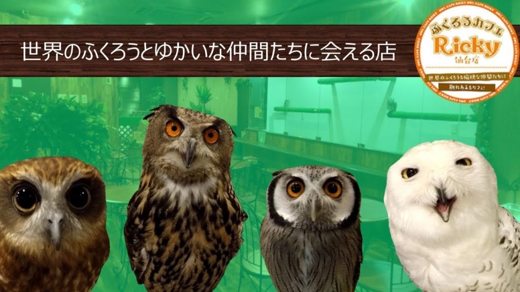Visiting an Owl Cafe in Sendai ふくろうカフェ RICKYに行ってみた 仙台 (GoPro Hero5 Zhiyun Z1 Evolution Gimbal)