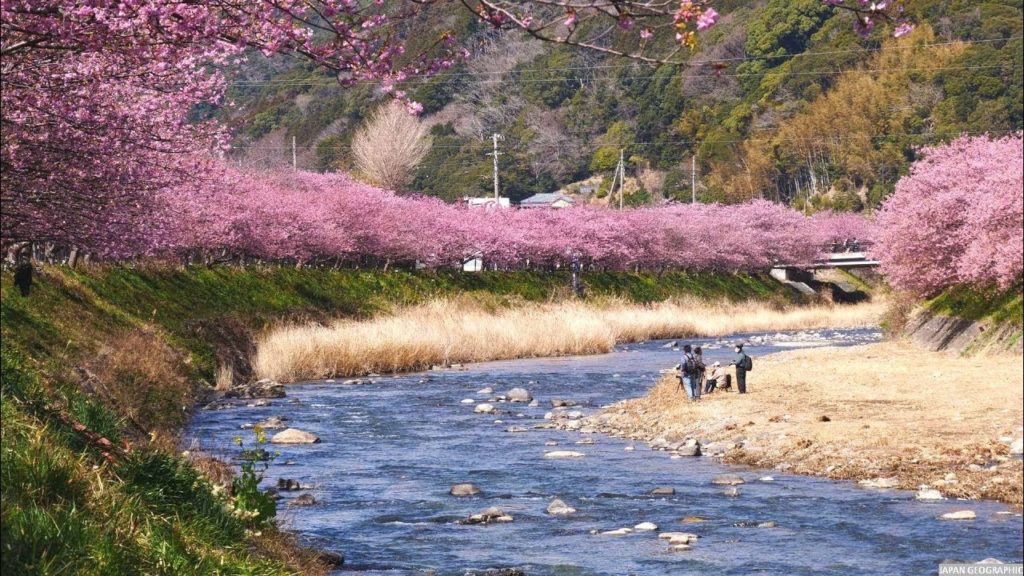 JG 4K HDR 静岡 一度は行きたい 河津の桜 Shizuoka,Kawazu Sakura