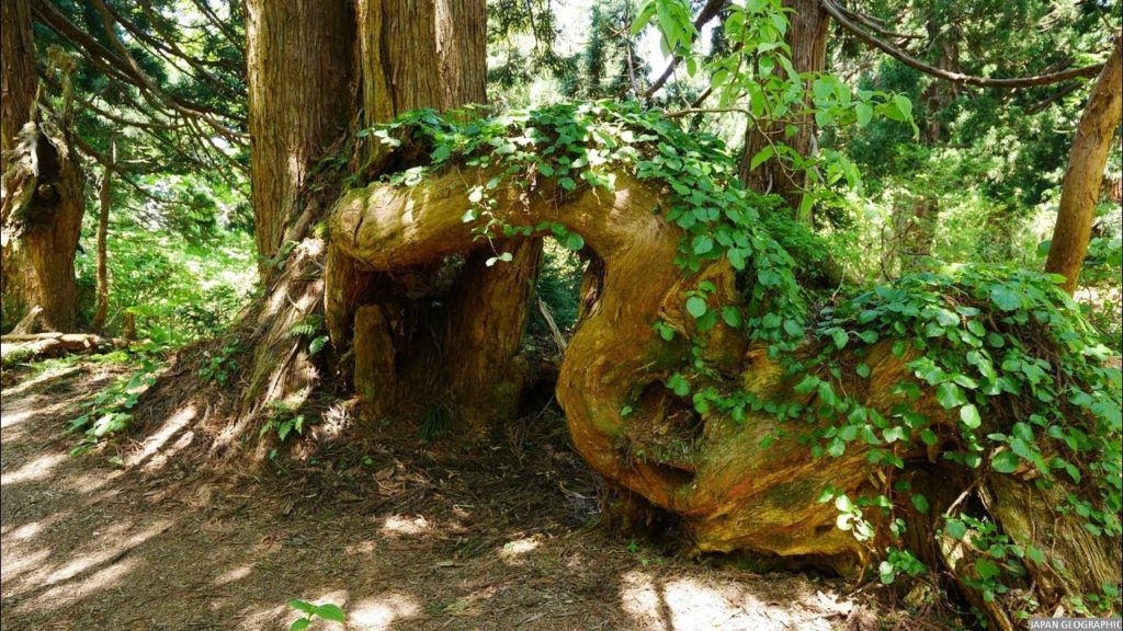 JG HDR 新潟 佐渡 石名天然杉(ジオパーク) Niigata,Sado Ishina Ceder Forest(Geopark)