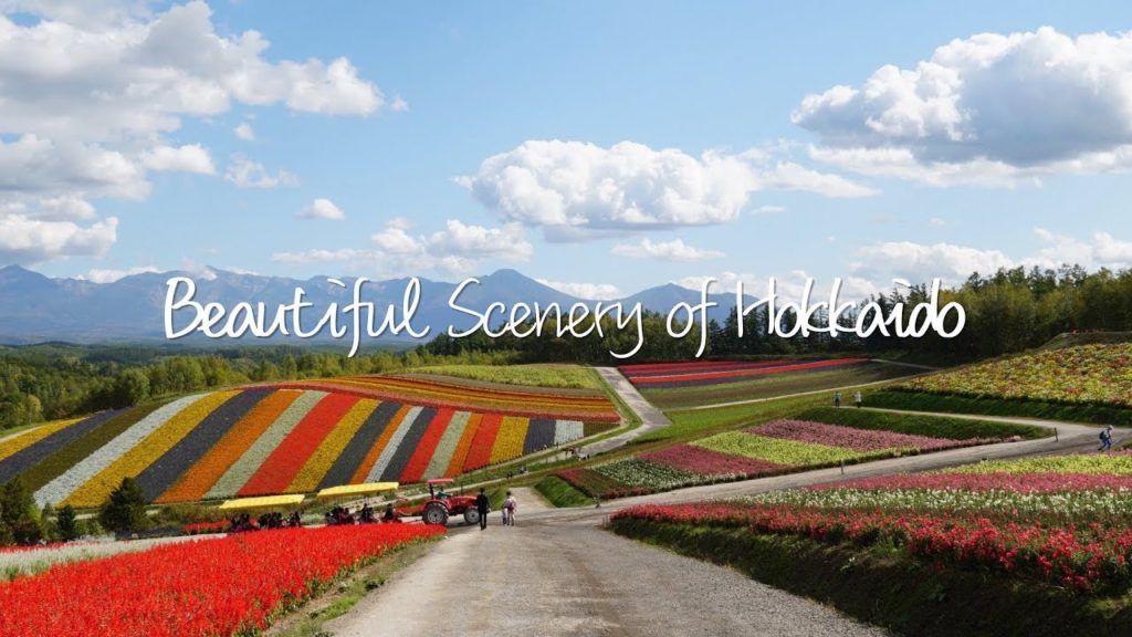 Biei panoramic gardens, Blue Pond, Furano Lavender Farm in Hokkaido