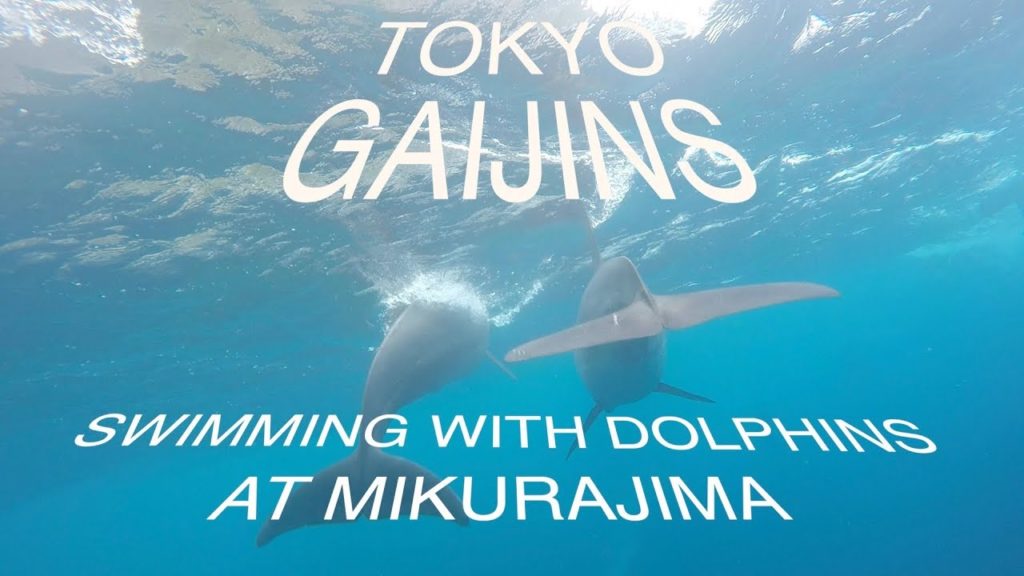 Tokyo Gaijins Dolphin swimming trip to Miyakejima Island, Japan Tokyo Gaijins Dolphin swimming trip to Miyakejima Island, Japan