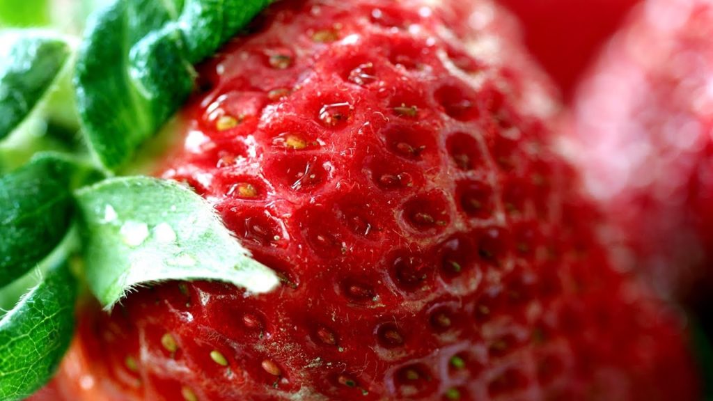 Strawberry picking in Munakata, Fukuoka Strawberry picking in Munakata, Fukuoka