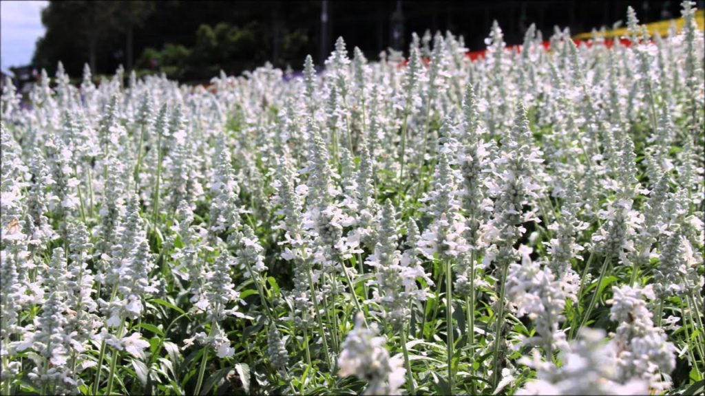 Trip to Furano.Field & Lavender 富良野 雲、大地、花　２０１５