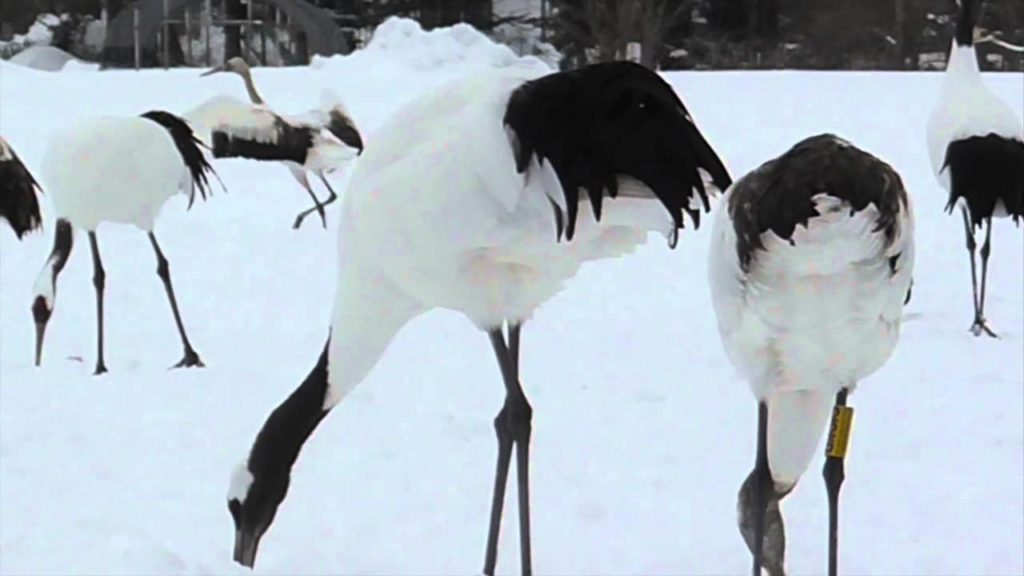 Hokkaido, Japan: Astonishing Red Crowned Crane Sanctuary Hokkaido, Japan: Astonishing Red Crowned Crane Sanctuary