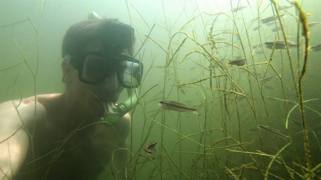 SWAMP THING SWIM! & Mining Equipment Climb.  – Fun travel & Funny nature w Fish. 4K SWAMP THING SWIM! & Mining Equipment Climb.  - Fun travel & Funny nature w Fish. 4K