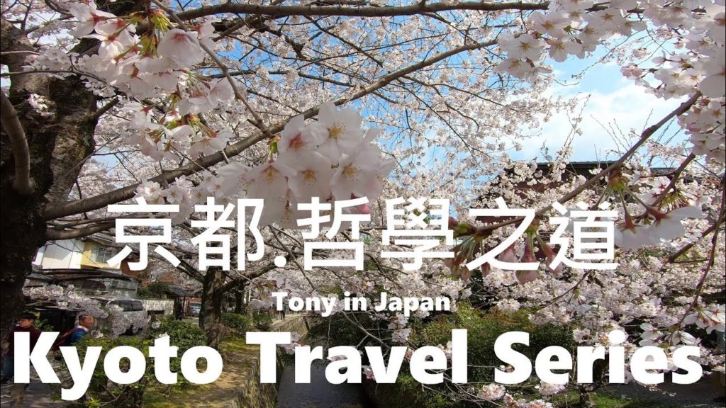 【映像漫步】櫻花☆哲學之道-2☆京都旅遊 !!! Walking Kyoto, Travel Japan 2019