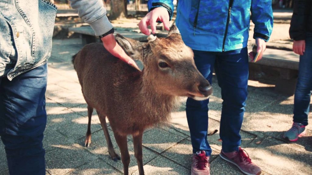 JetLag RocknRoll Sidetrip: Hiroshima & Miyajima/Itsukushima (Japan)