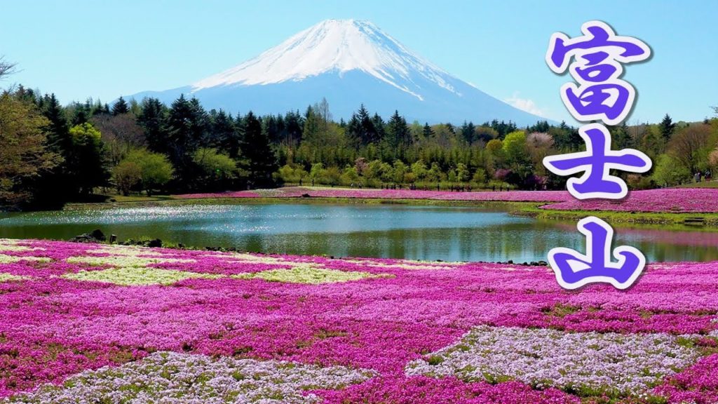 Fuji Shibazakura Festival 2019. Mt.Fuji  #4K #富士山 #芝桜 #富士芝桜まつり