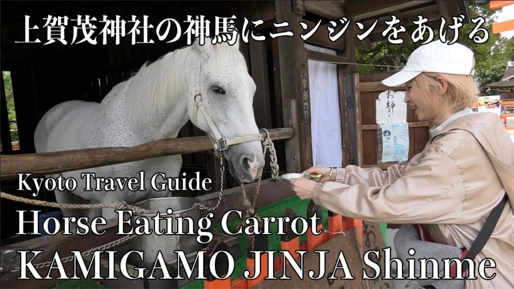 KAMIGAMO-Shrine Shinme Horse Eating Carrot|Kyoto,Japan Travel Guide|京都・上賀茂神社の神馬(白馬)にニンジンをあげる KAMIGAMO-Shrine Shinme Horse Eating Carrot|Kyoto,Japan Travel Guide|京都・上賀茂神社の神馬(白馬)にニンジンをあげる