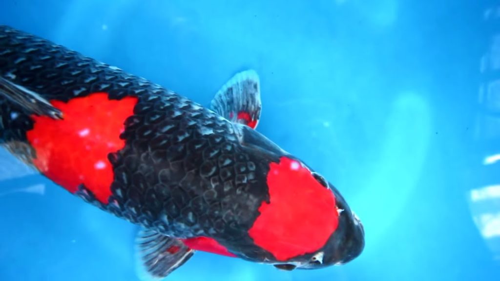 What is it like to buy Koi in Japan? Join us for our most recent trip to Japan