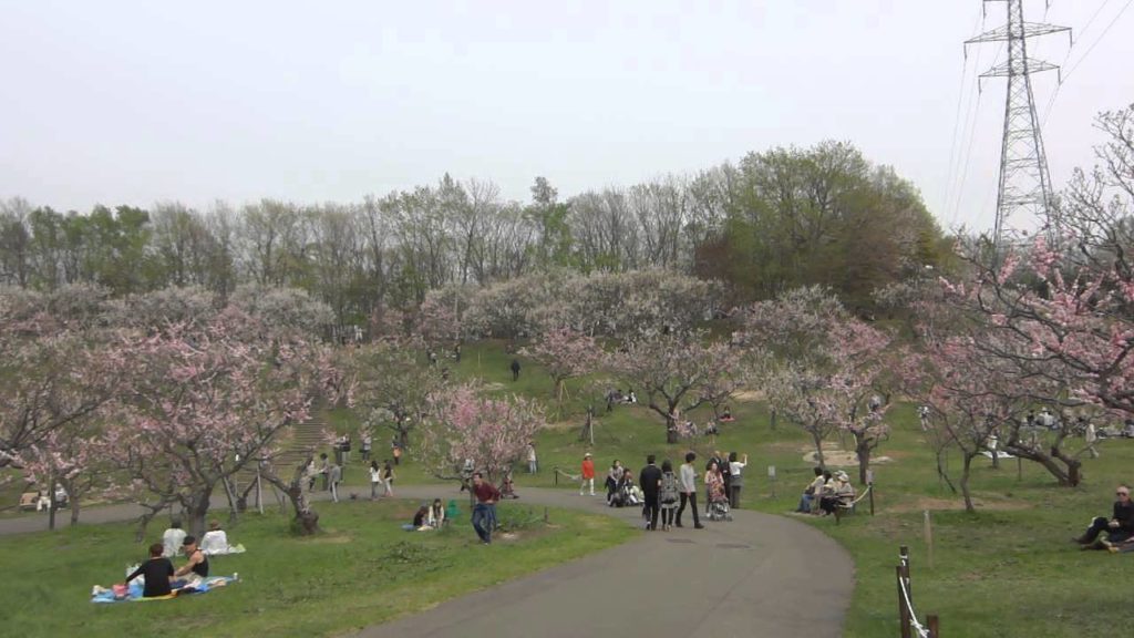 Flower【北海道　観光】平岡梅公園　plum tree park Hokkaido Sapporo