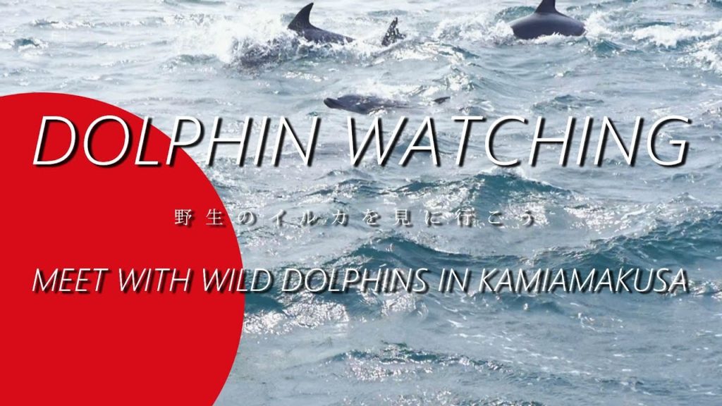 Dolphin Watching -Meet with Wild Dolphins in Kamiamakusa- (野生のイルカを見に行こう) Dolphin Watching -Meet with Wild Dolphins in Kamiamakusa- (野生のイルカを見に行こう)