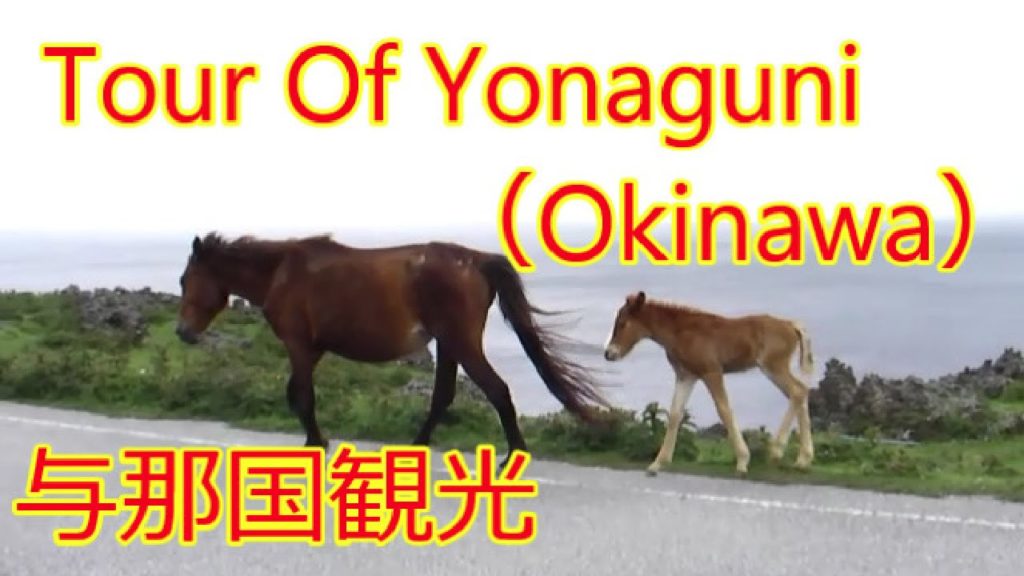 与那国観光🐴~Tour Of Yonaguni Island In Okinawa~🌴空港&Dr.コトー&与那国馬&アイランドホテル 与那国観光🐴~Tour Of Yonaguni Island In Okinawa~🌴空港&Dr.コトー&与那国馬&アイランドホテル