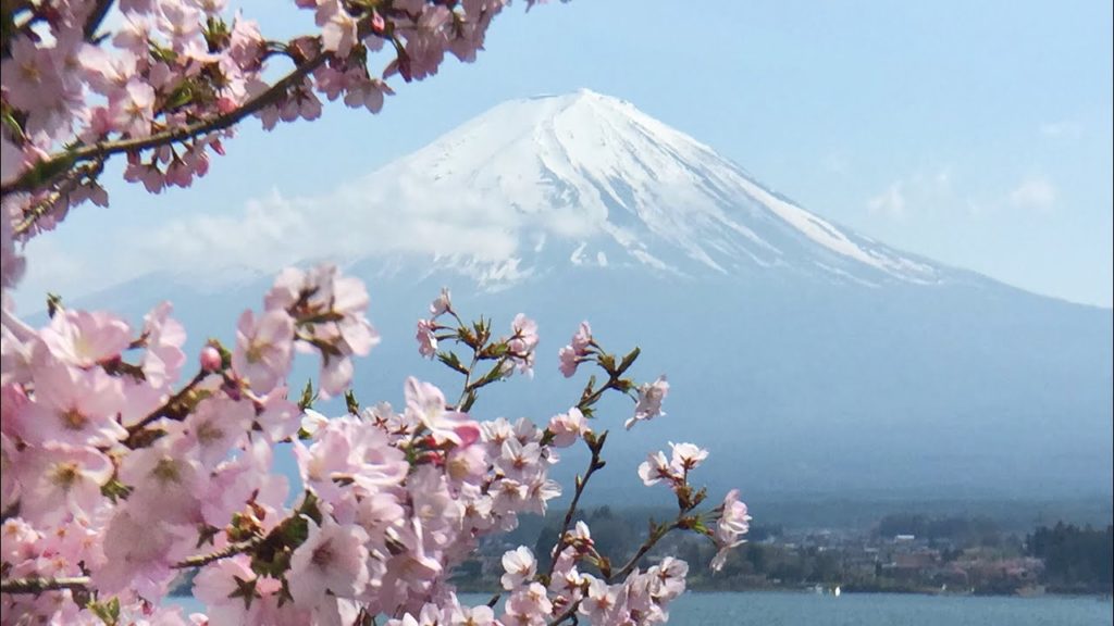 Mt.Fuji & cherry blossoms in lake Kawaguchiko 河口湖長崎公園の桜と富士山