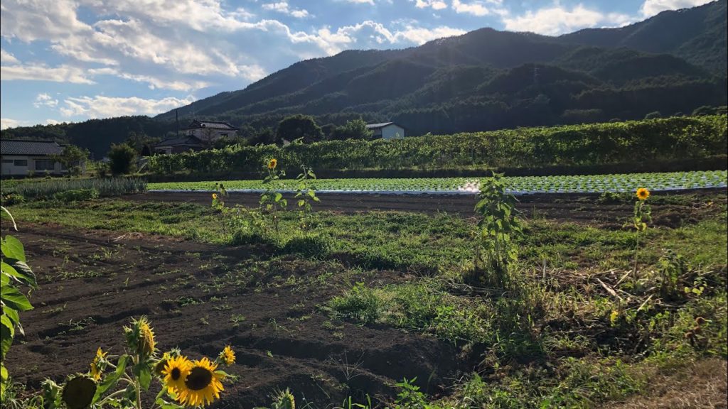 Drive Through a Mountain Road in Nagano Drive Through a Mountain Road in Nagano