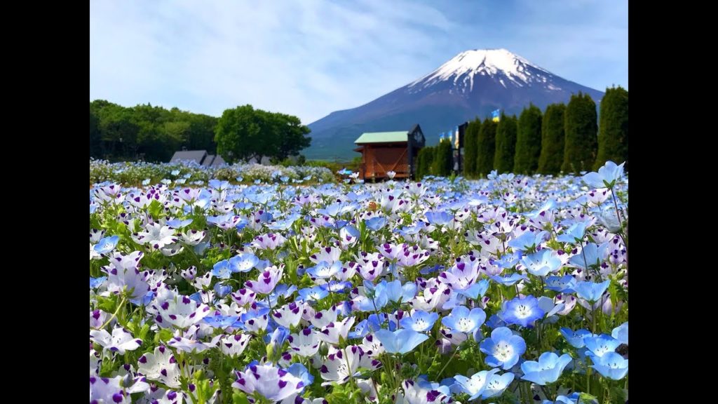 Nemophila and tulips with Mt.Fuji 花の都公園のネモフィラとチューリップと富士山