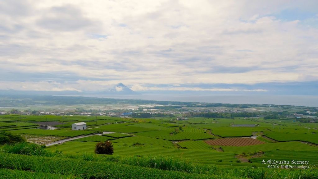 4K 薩摩半島 枕崎 鹿児島県 Tea Fields Kagoshima Kyushu JAPAN