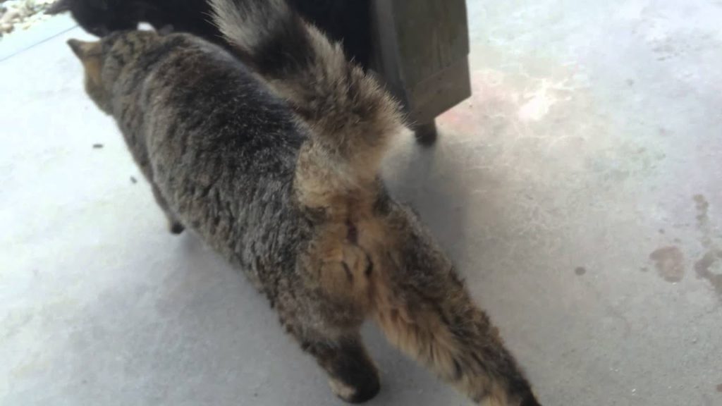 Fukuoka 2015 [001] Itoshima's Cats | 福岡・糸島の猫