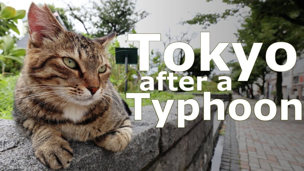 Tokyo after Typhoon Faxai