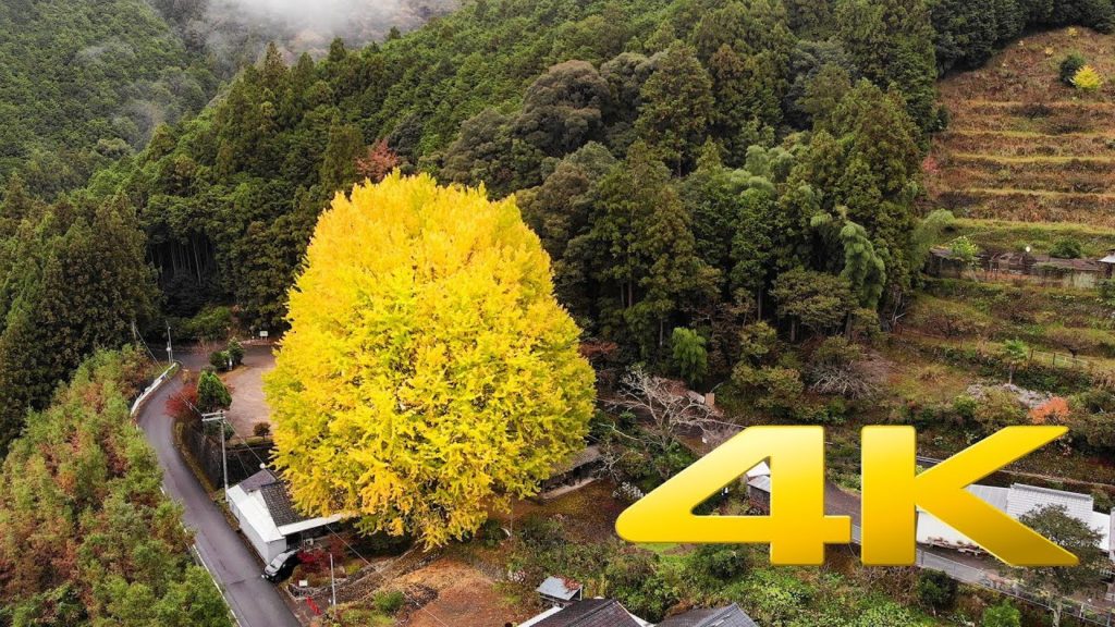 Fukusada No Oicho Ginkgo Tree – Wakayama – 福定の大銀杏 – 4K Ultra HD Fukusada No Oicho Ginkgo Tree - Wakayama - 福定の大銀杏 - 4K Ultra HD