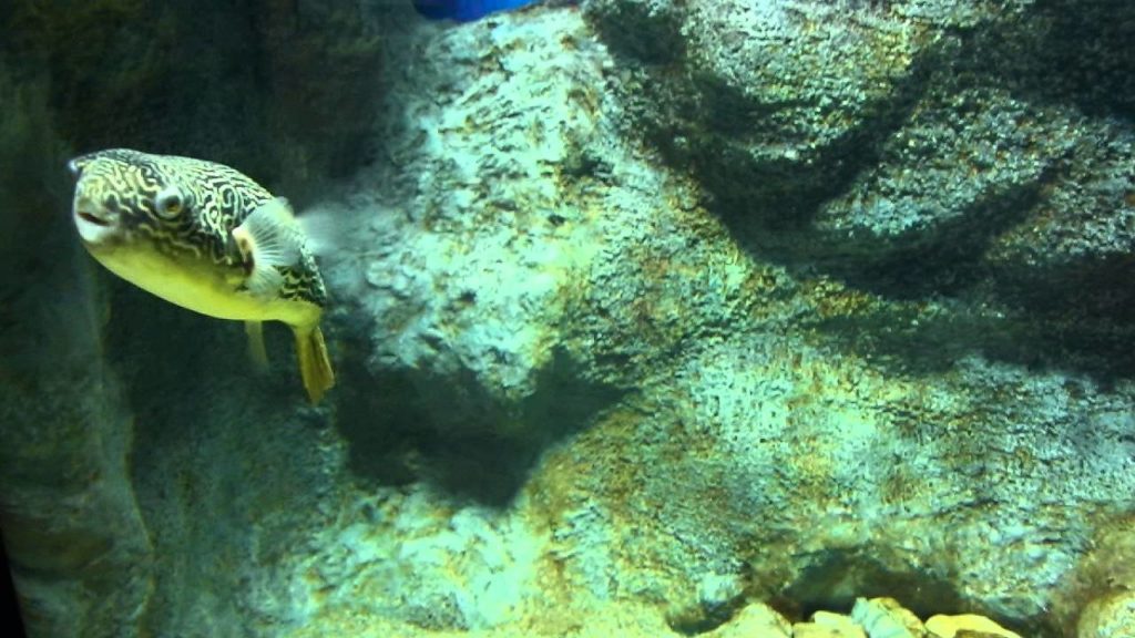 おんねゆ温泉「山の水族館」part2【北見】 : plata lusso sapporo (Bali silver)