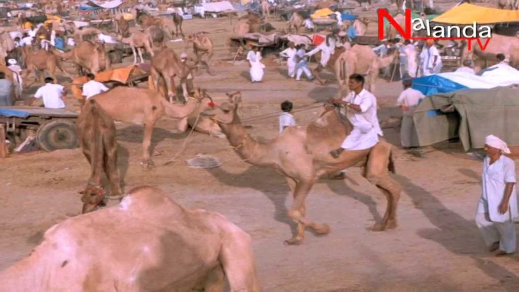 Nagaur  / Rajasthan / India