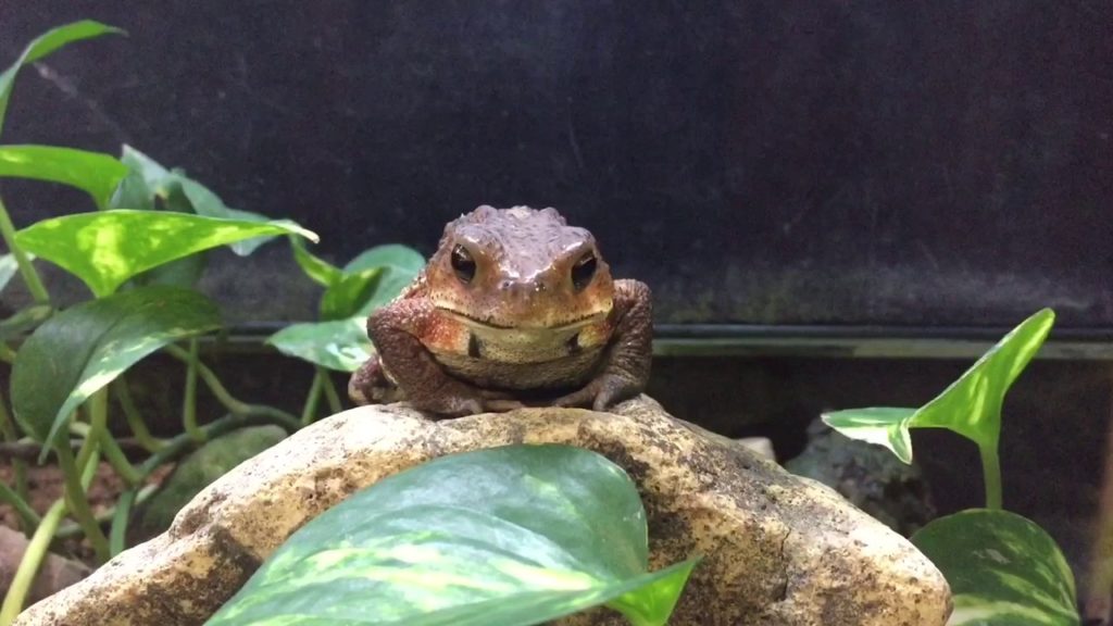 Awashima Frog House 2