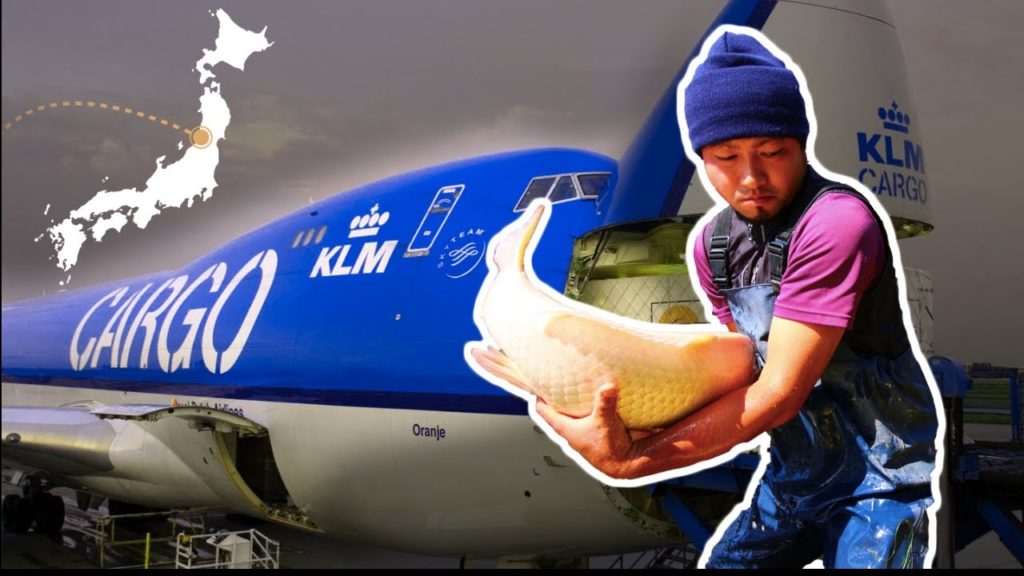 How do they ship Koi from Japan? Unboxing the new Koi.