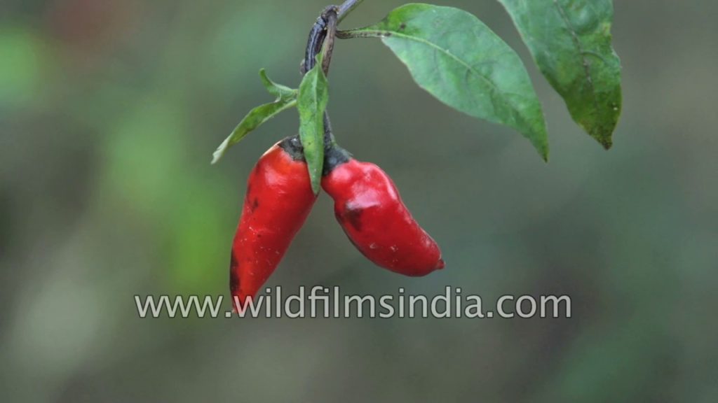 Vegetable Farming in north-east India: Naga Chilly, Turnip, French Beans, Brocolli