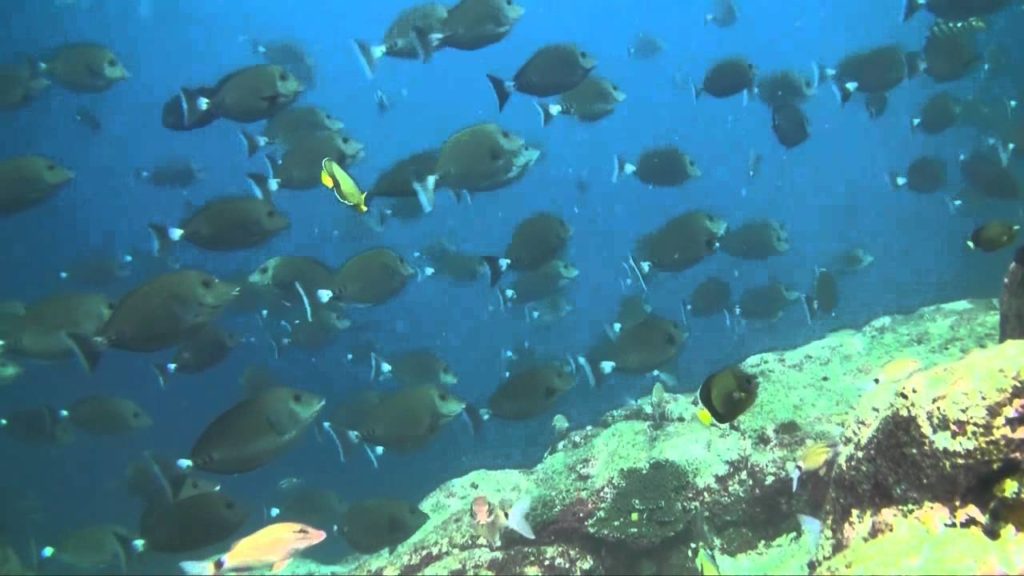 Kagoshima 2009 No4 Diving 鹿児島 ダイビング