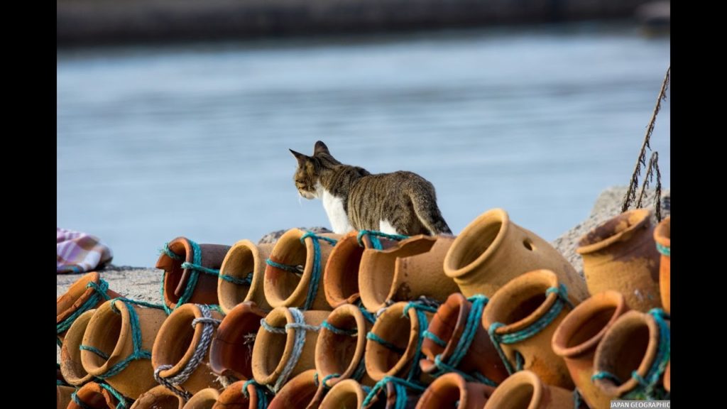 JG 岡山 猫の楽園 真鍋島 Okayama,Manabejima Island,Cat's paradise