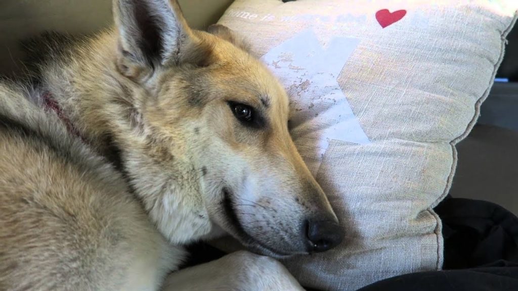 Kobuk's Vet Plans ~ Meet Biz, Our Alaska Travel Bud ~ GoPro Dog Mount ~ S3E9