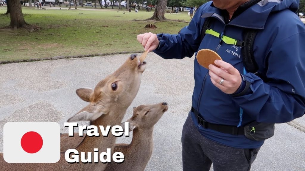 Feeding the Sacred Deer in Nara, Japan | Japan Travel Guide