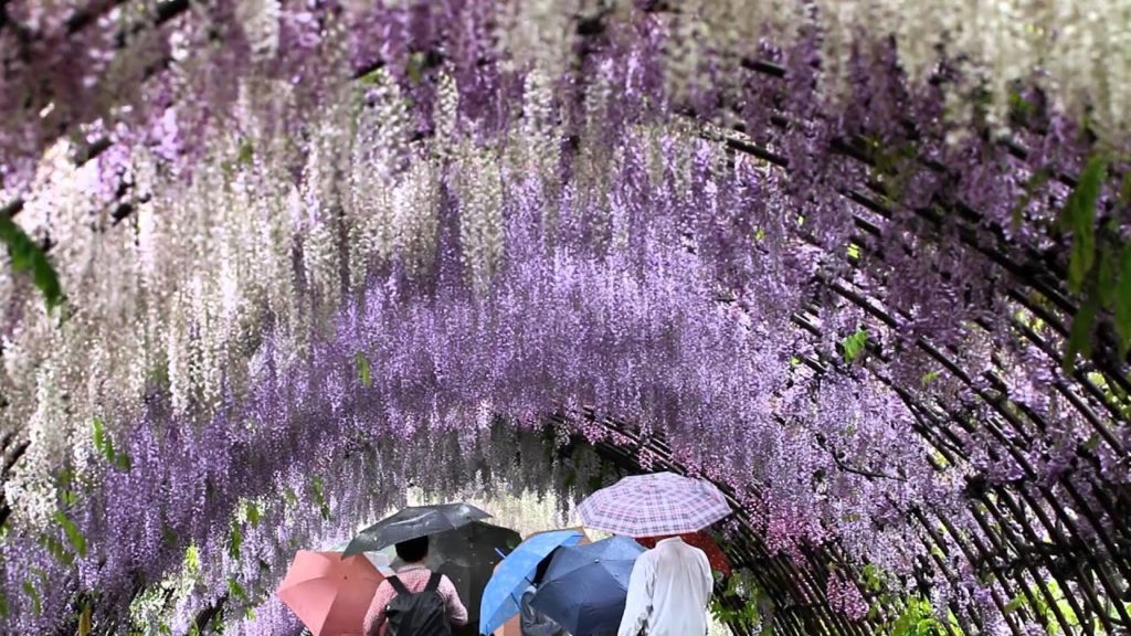 Through the Wisteria Tunnels