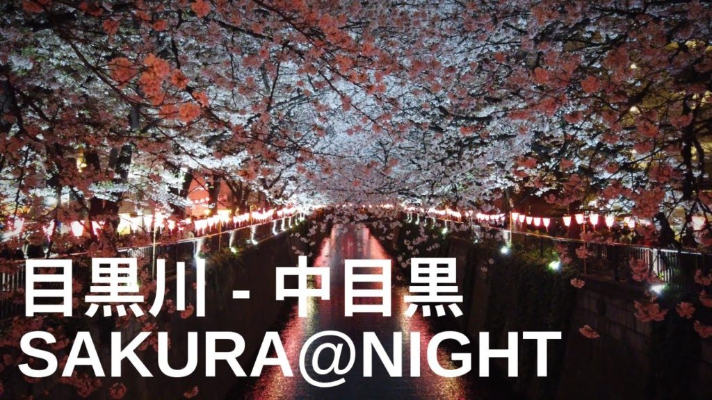 [ 4k ] Tokyo Evening Cherry Blossoms @ Naka Meguro - Walking in Tokyo, Japan