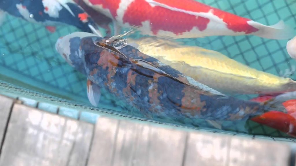 Japan Trip – Day 4 Japan Trip - Day 4