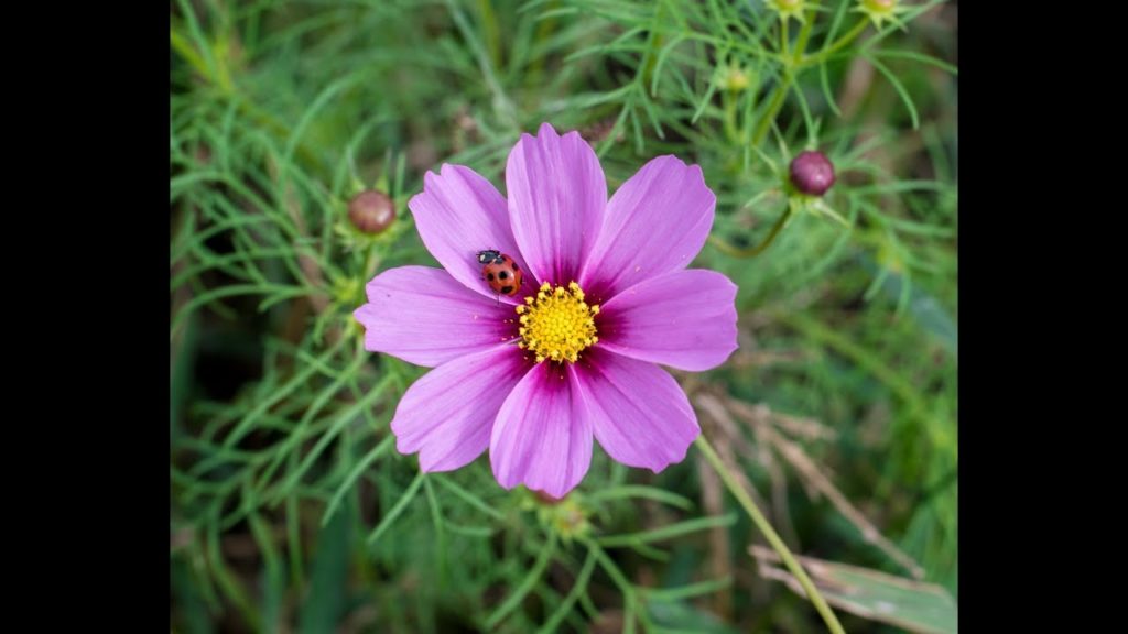 Kasaoka Flower Garden 笠岡ガーデン