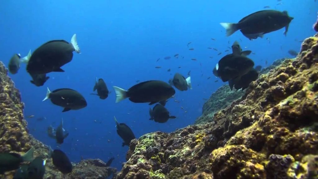 Kagoshima 2009 No2 Diving 鹿児島 ダイビング