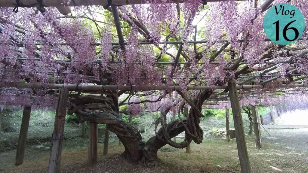 Japon 2019 - Vlog 16 - Stop Tokyo/Okinawa 13 - Kitakyushu/Yukuhashi - Kawachi Fujien[Hitchhiking]